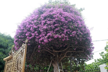 Sửng sốt về cây hoa giấy "độc nhất vô nhị" ở Việt Nam có giá hàng tỷ đồng