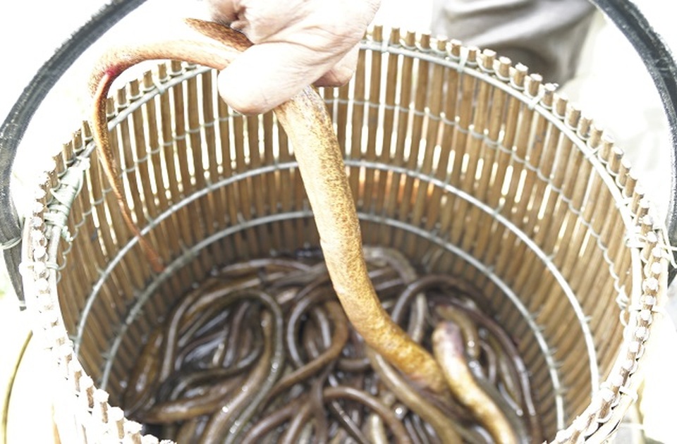 Mưu sinh với nghề cào lươn - 4 Mưu sinh với nghề cào lươn - 4