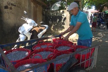 Trúng đậm cá cơm, ngư dân thu hàng chục triệu đồng mỗi chuyến biển