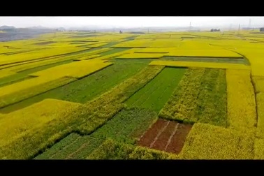 Những cánh đồng hoa cải dầu vào vụ nở vàng rực rỡ