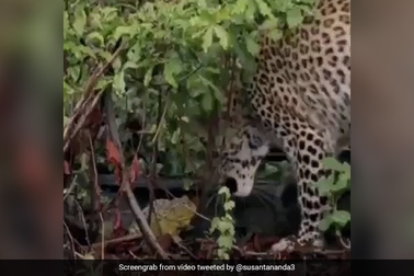 Xem chú ếch bé tẹo can đảm chiến đấu với báo hung hãn