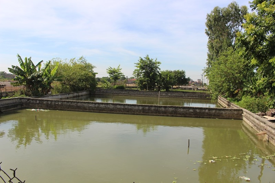 Nam Định: Bỏ nghề mộc, chàng trai đổi đời nhờ nuôi ba ba gai - 3 Nam Định: Bỏ nghề mộc, chàng trai đổi đời nhờ nuôi ba ba gai - 3