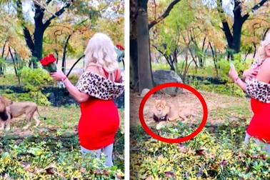 Người phụ nữ Mỹ trèo rào sở thú, ném tiền "trêu" sư tử