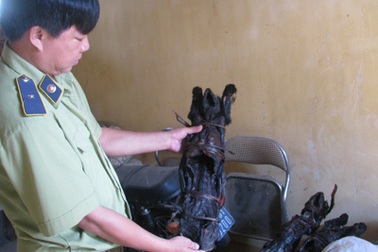 CQĐT sẽ vào cuộc vụ buôn bán voọc quý hiếm