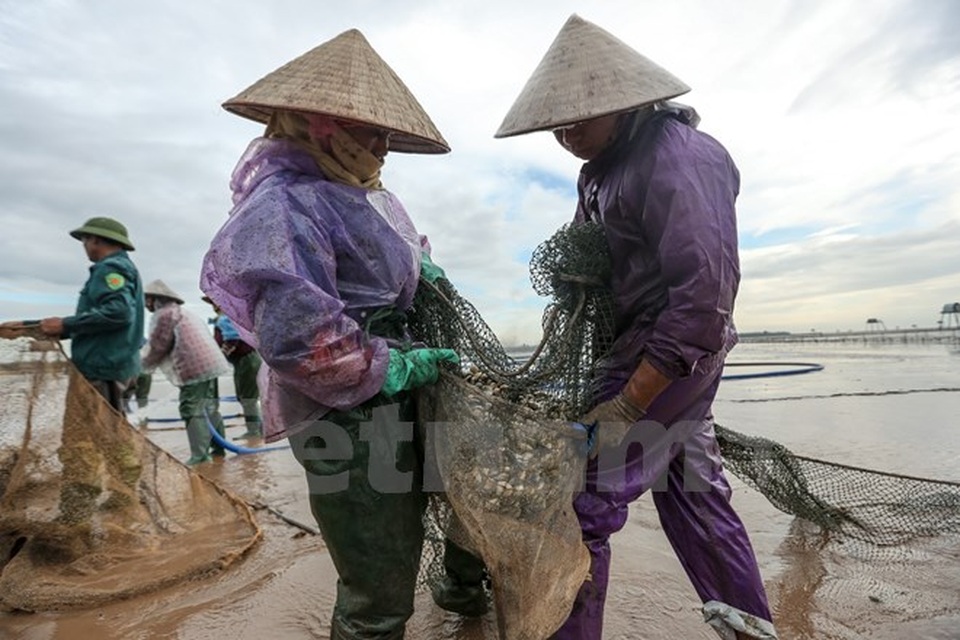 Thái Bình: Kiếm tiền triệu từ nghề cào ngao thuê ở Đồng Châu - 11 Thái Bình: Kiếm tiền triệu từ nghề cào ngao thuê ở Đồng Châu - 11