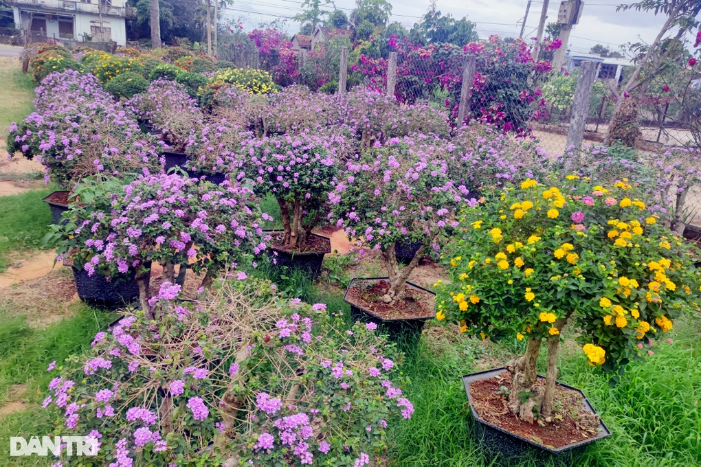 Biến cỏ dại thành hoa ngũ sắc, nông dân thu 400 triệu đồng mỗi năm - 2 Biến cỏ dại thành hoa ngũ sắc, nông dân thu 400 triệu đồng mỗi năm - 2