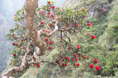 Lào Cai nghiêm cấm mua bán, sử dụng cây rừng quý hiếm chơi Tết