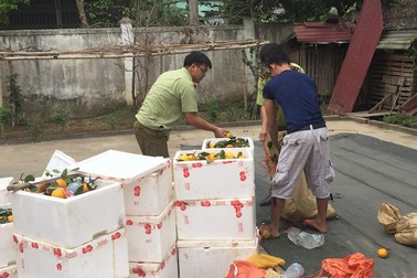 200 kg cam nhập lậu bị "nghiền nát" tại vựa cam Vinh - Nghệ An