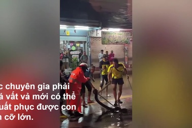 Rắn hổ chúa cỡ lớn theo dòng nước lụt trôi ra giữa đường đông người