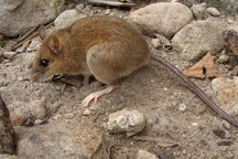 Phát hiện loài chuột sống sót kỳ diệu sau vụ phun trào núi lửa khủng khiếp