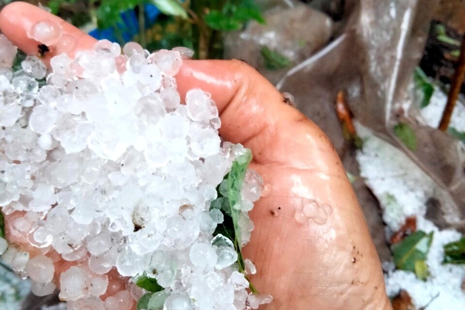 Mưa đá rất to đổ xuống vùng trồng sâm lớn nhất tỉnh Quảng Nam - 3 Mưa đá rất to đổ xuống vùng trồng sâm lớn nhất tỉnh Quảng Nam - 3