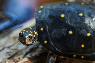 Tiếp viên hàng không buôn lậu hàng chục con rùa trị giá gần 1 tỷ đồng