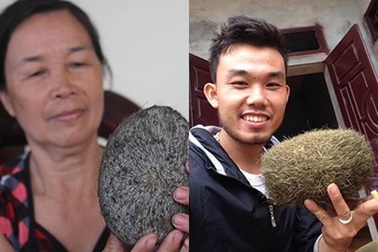 Thực hư vật lạ trong bao tử heo giá bạc tỉ