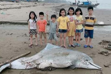 Xác cá heo dài 3m dạt vào bờ biển Thanh Hóa