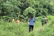 Người đàn ông tử vong nghi bị voi rừng ở Lâm Đồng tấn công