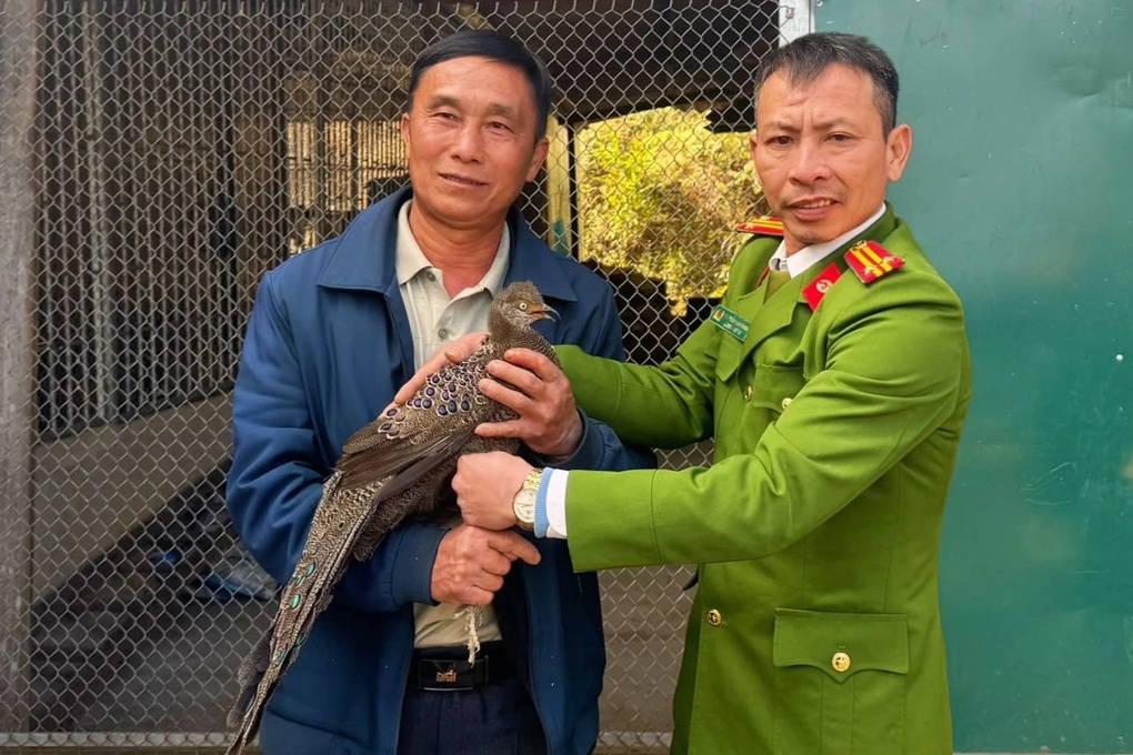 Người đàn ông giao nộp cá thể gà tiền mặt vàng - 2