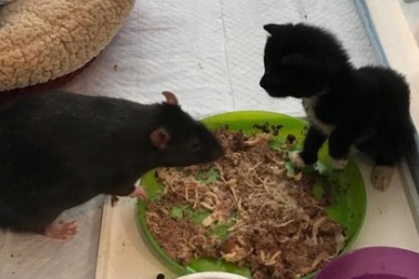 Chuột khổng lồ chuyên chăm sóc mèo ở Mỹ