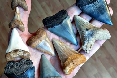 Những hóa thạch được bảo quản tốt nhất của các sinh vật bí ẩn cổ xưa