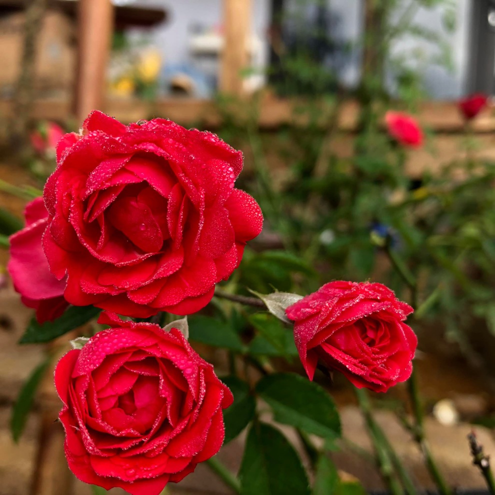 Mắc kẹt ở Mộc Châu do Hà Nội giãn cách, gia đình làm vườn đẹp mê - 6 Mắc kẹt ở Mộc Châu do Hà Nội giãn cách, gia đình làm vườn đẹp mê - 6