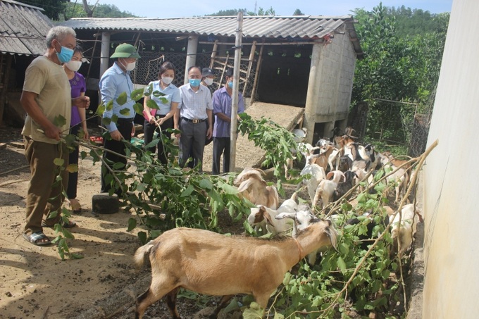 Phát triển trang trại chăn nuôi ở miền núi tăng thu nhập, GQVL thoát nghèo bền vững