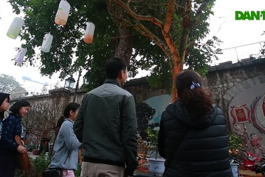 Ngỡ ngàng cây mai hơn trăm tuổi “giá sốc” 4 tỷ, chờ đại gia chở về