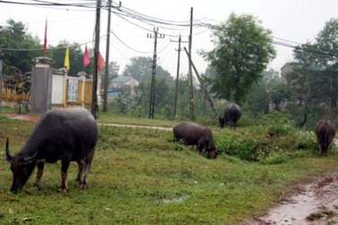 Bắt 2 tên trộm trâu liên tỉnh chuyên nghiệp