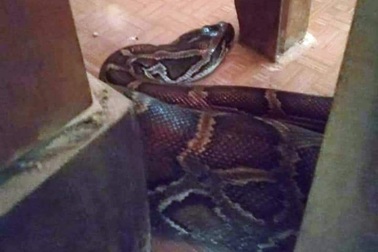 Trăn "khủng" được phóng sinh liên tục bò lại về chùa, ở lì không đi