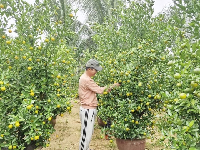 Năm nay thời tiết thuận lợi nên cây quất phát triển tốt, dáng thể đẹp.