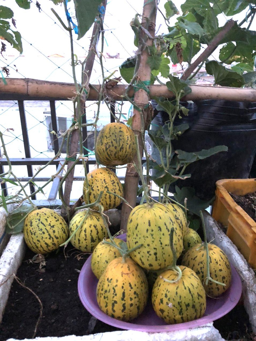 Cặm cụi vác đất lên tầng 5, mẹ đảm Đà Nẵng có vườn rau trái 100m2 - 7