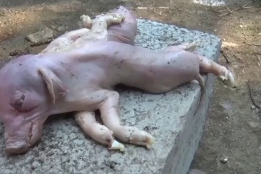 Lợn con đột biến với hai thân và tám chân ở Trung Quốc