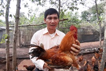 Khuyết tật từ nhỏ, “Vua gà" lấy 2 bằng đại học và sáng tạo mô hình gà dược liệu