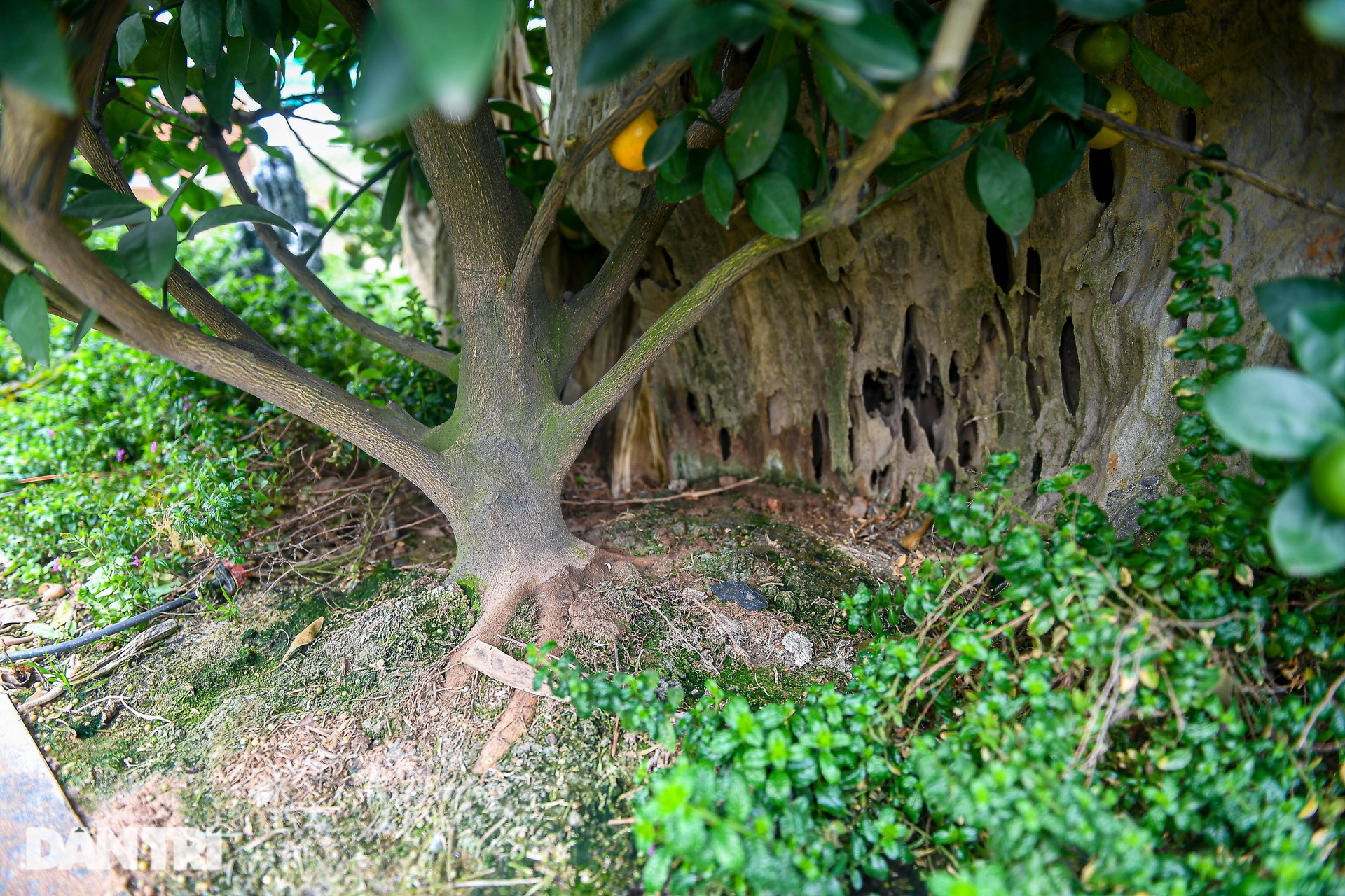 Dragon head-shaped driftwood grafted kumquat costs more than 100 million VND in Hanoi - 3