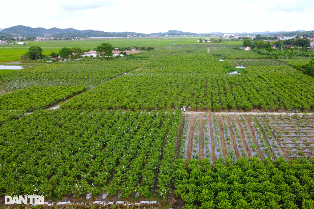 Farmers earn 50 billion VND each year by growing guava - 3