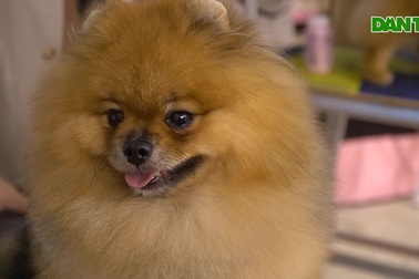 Những chú chó hàng chục triệu đồng tham gia cuộc thi sắc đẹp ở TPHCM