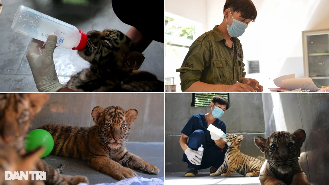 7 con hổ Đông Dương được giải cứu giờ ra sao? - 2 7 con hổ Đông Dương được giải cứu giờ ra sao? - 2