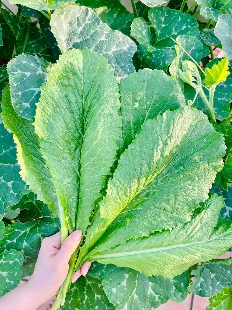 Nữ giám đốc trẻ mát tay làm vườn 170m2 ngập rau, trái trên sân thượng - 9