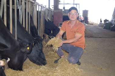 Nghỉ việc ở một tập đoàn, bác sĩ khởi nghiệp nuôi bò và kết quả bất ngờ