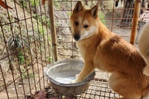 Vào đúng đợt cao điểm, hàng quán thịt chó ở Hàn Quốc đìu hiu