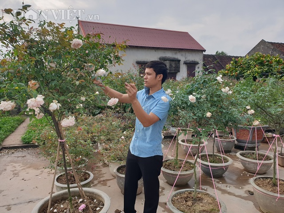 Ninh Bình: Trồng hoa hồng cổ bán Tết, 9X bỏ túi trăm triệu đồng - 2 Ninh Bình: Trồng hoa hồng cổ bán Tết, 9X bỏ túi trăm triệu đồng - 2
