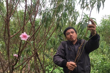 Thời tiết thất thường, nông dân lo "trượt" vụ hoa tết