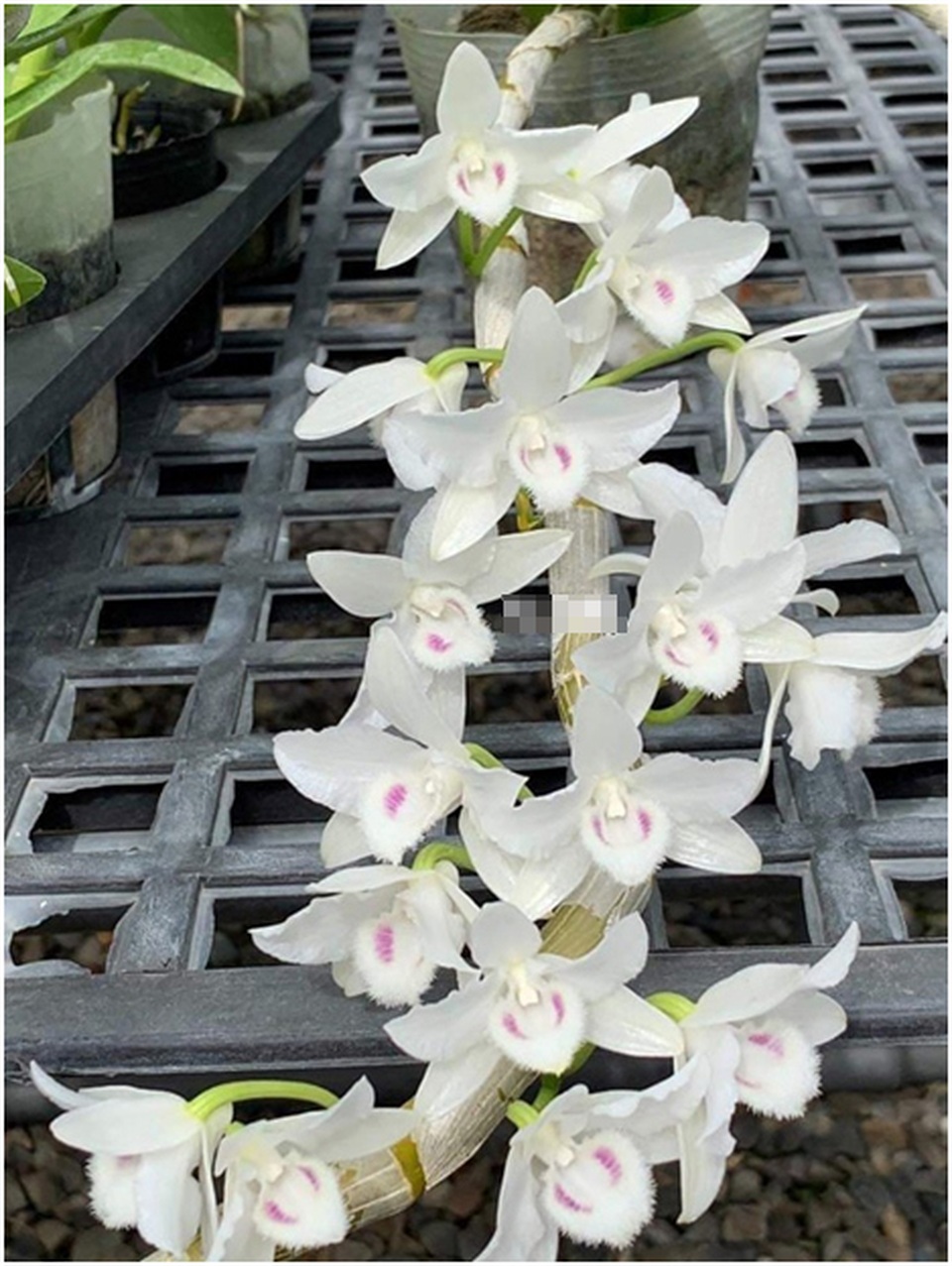 Dân chơi tiết lộ: 5 khác biệt giữa lan var Việt và lan cấy mô Đài Loan - 4 Dân chơi tiết lộ: 5 khác biệt giữa lan var Việt và lan cấy mô Đài Loan - 4