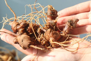 Một doanh nghiệp bị tố trồng sâm Ngọc Linh... trên giấy