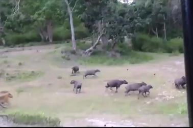 Hổ thể hiện sức mạnh ấn tượng khi dễ dàng hạ gục trâu rừng to lớn