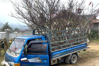 Thương lái Việt vượt hơn 400km săn đào đá độc lạ ở Lào bán Tết