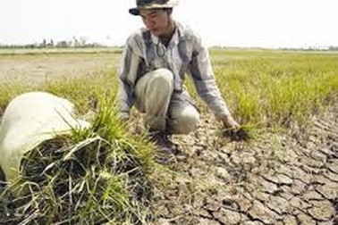 Trên 200 tỷ đồng hỗ trợ nông dân khắc phục hạn hán