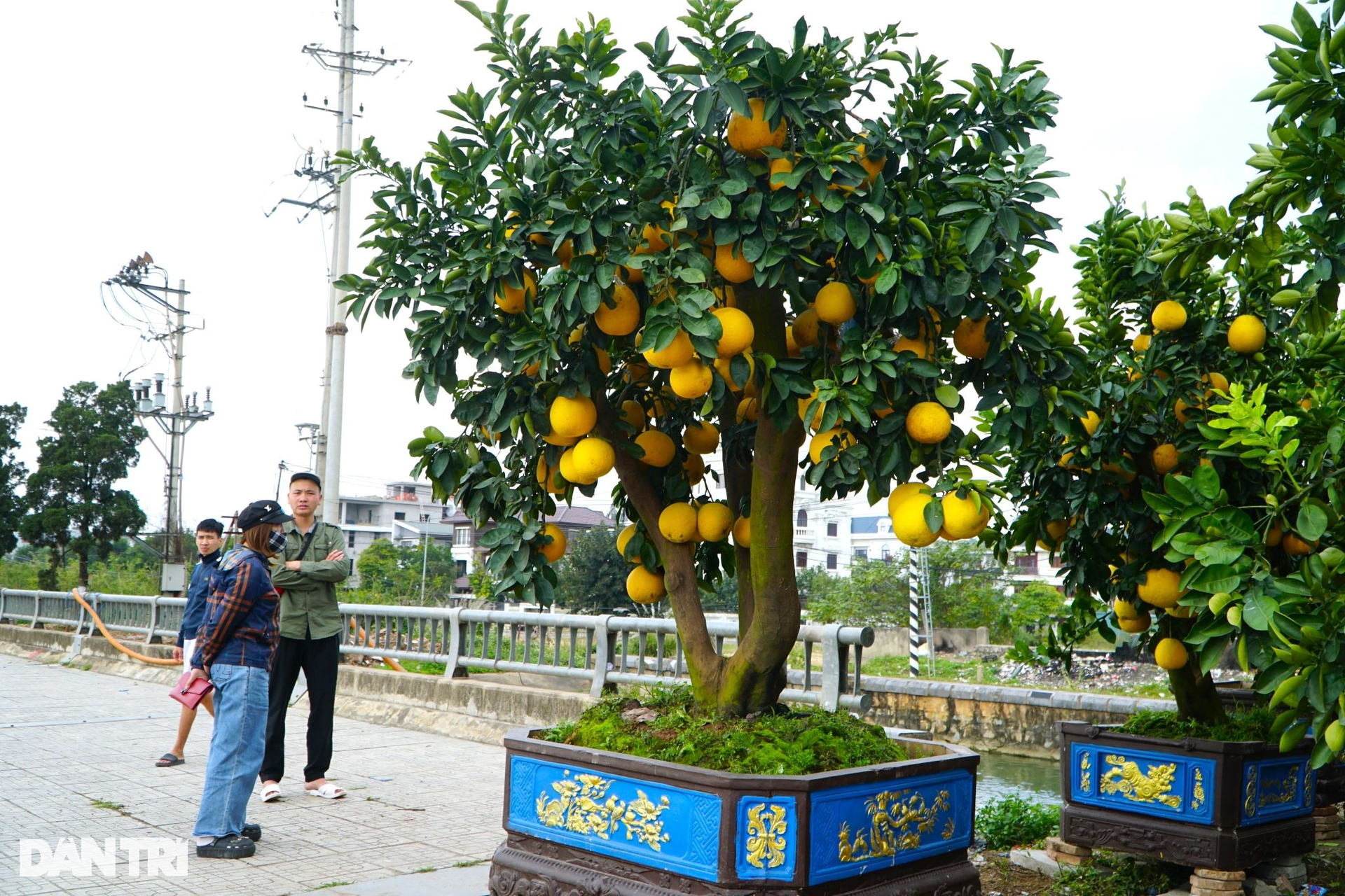 Grapefruit trees laden with fruit, priced at tens of millions of dong, take to the streets to celebrate Tet early - 2