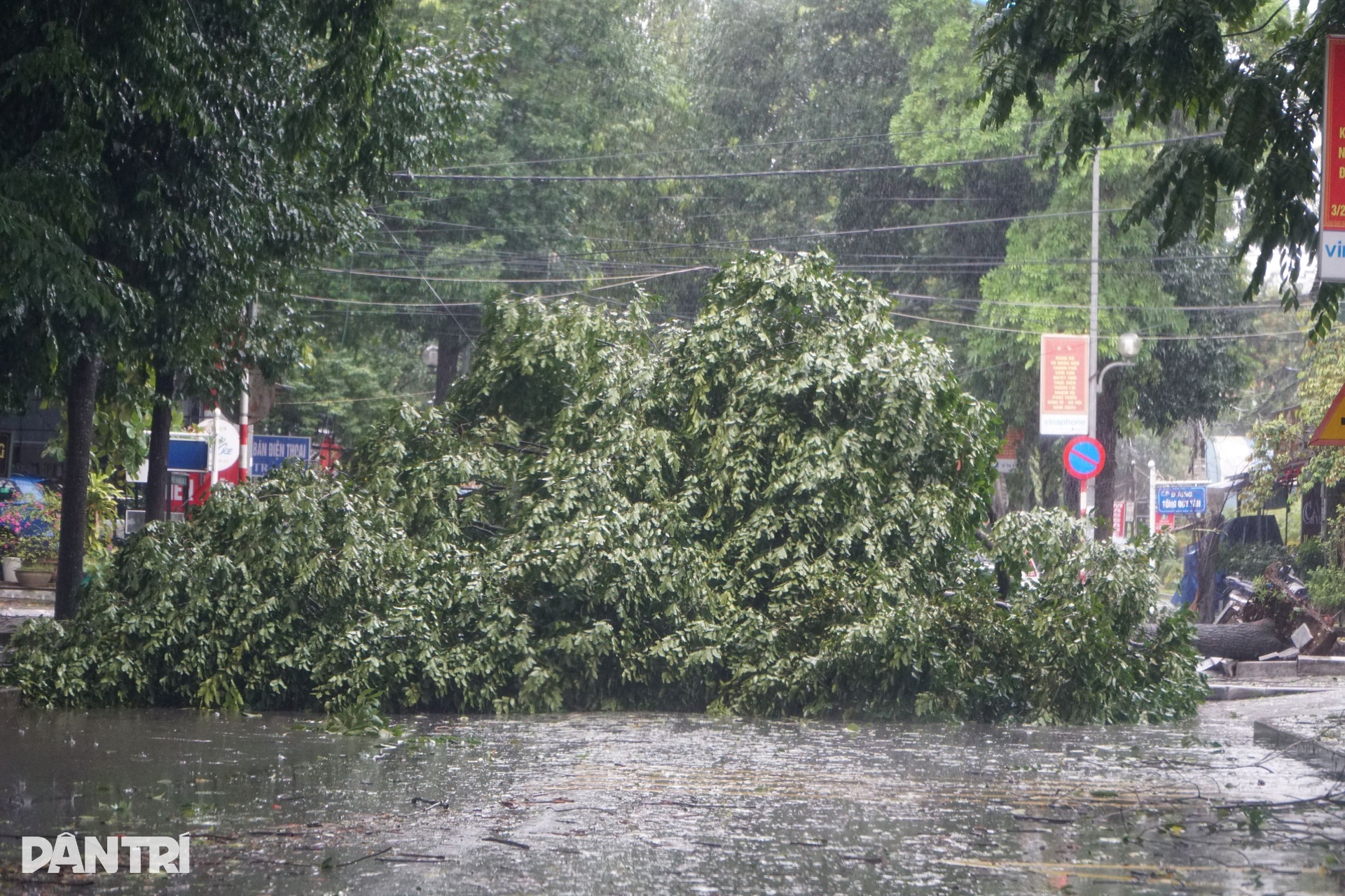Cây xanh ngã đổ sau khi bão Wipha quét qua Thanh Hóa - 4 Cây xanh ngã đổ sau khi bão Wipha quét qua Thanh Hóa - 4
