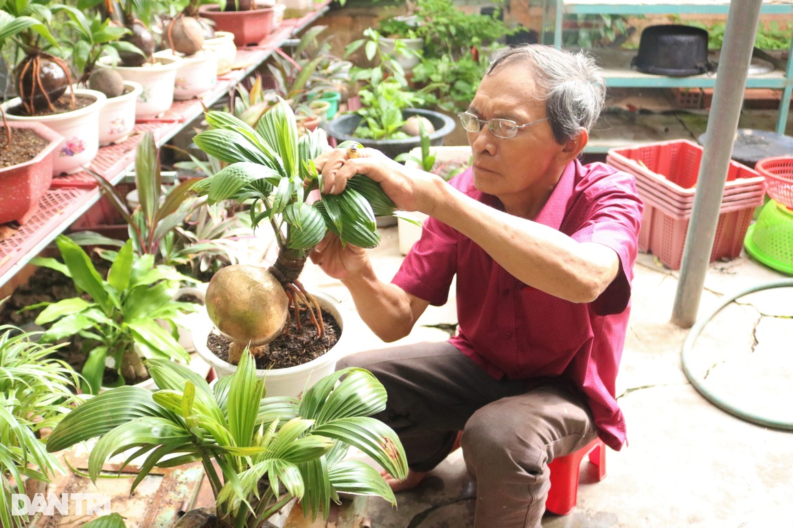 Lão nông hô biến dừa khô thành cây cảnh trị giá tiền triệu - 1 Lão nông hô biến dừa khô thành cây cảnh trị giá tiền triệu - 1