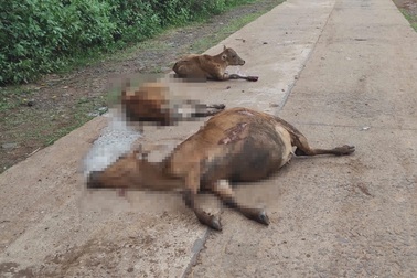 Xe tải mất phanh tông 18 con bò chết tại chỗ