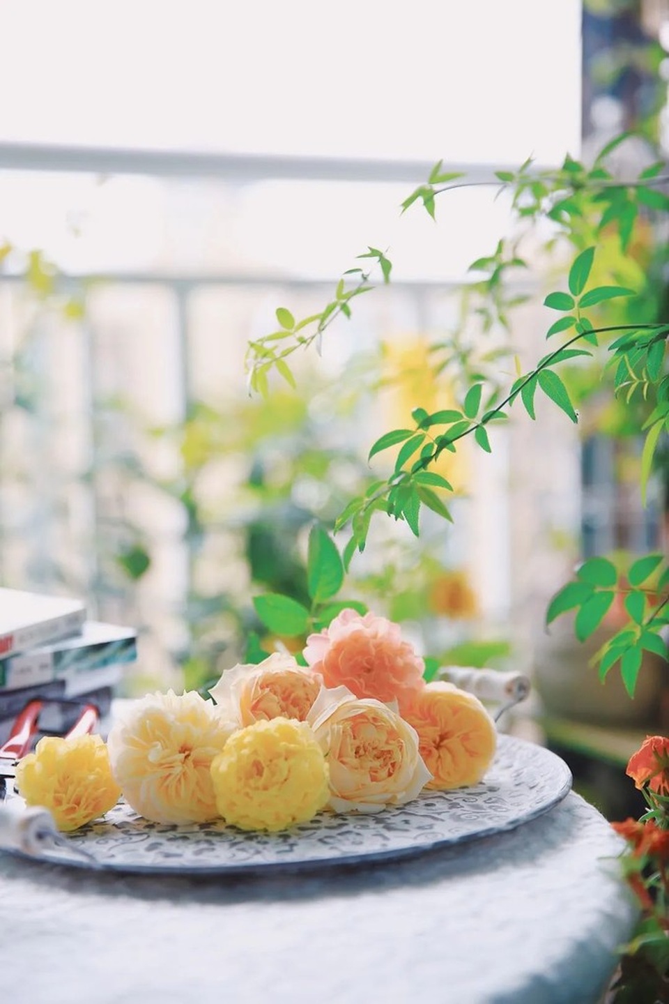 Cô gái xinh đẹp lột xác cho ban công 7m2 thành vườn nhỏ rực rỡ sắc màu - 5